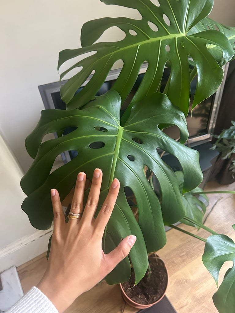 Giant Monsterra plant