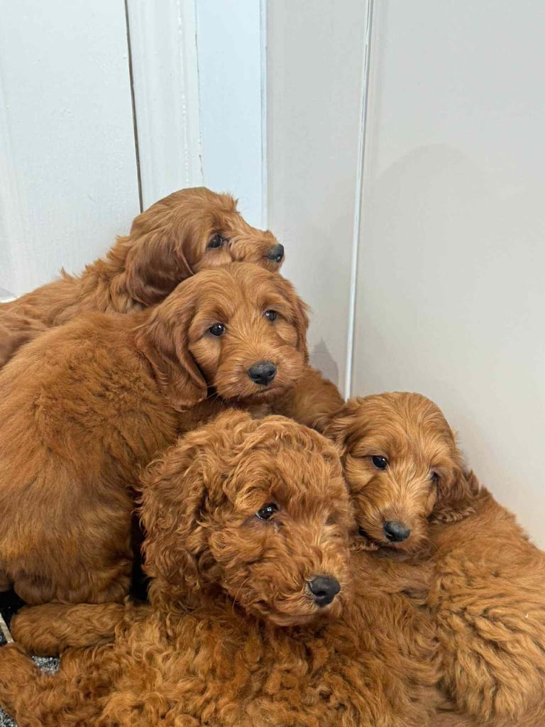 F1 Cavapoo pups