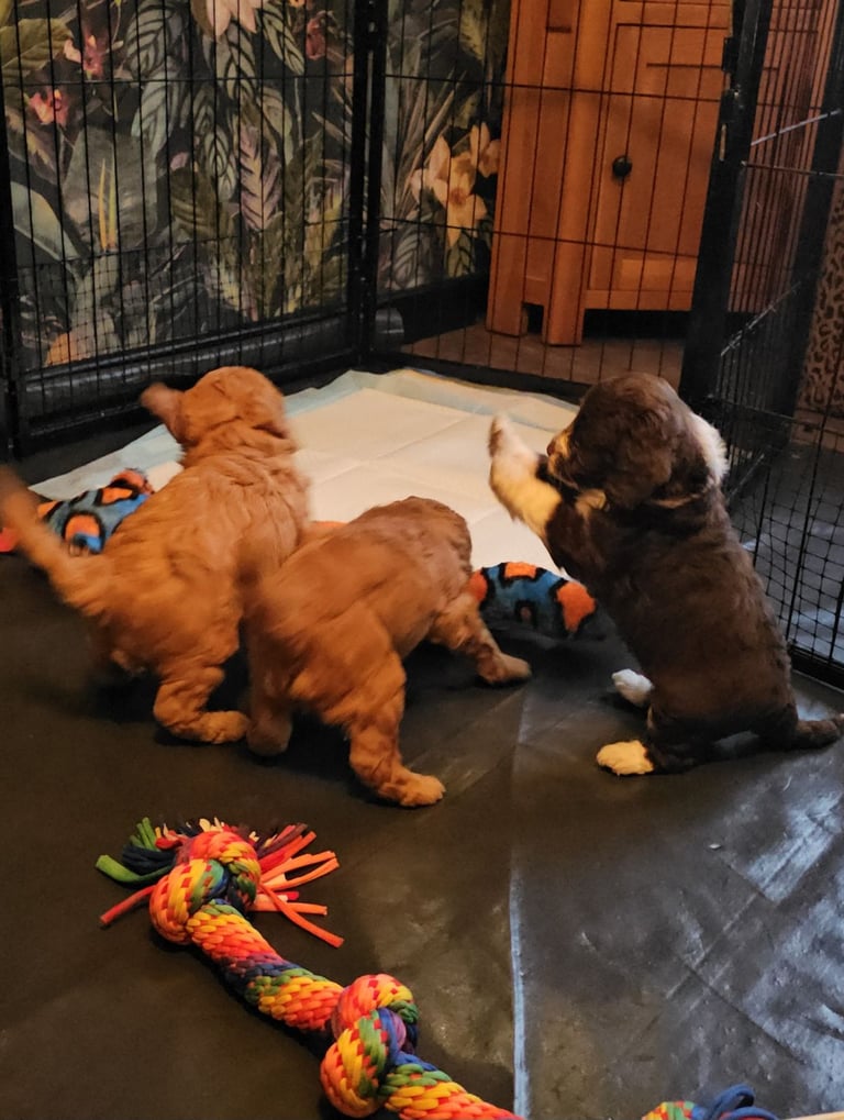 Miniature Cockerpoo Puppys