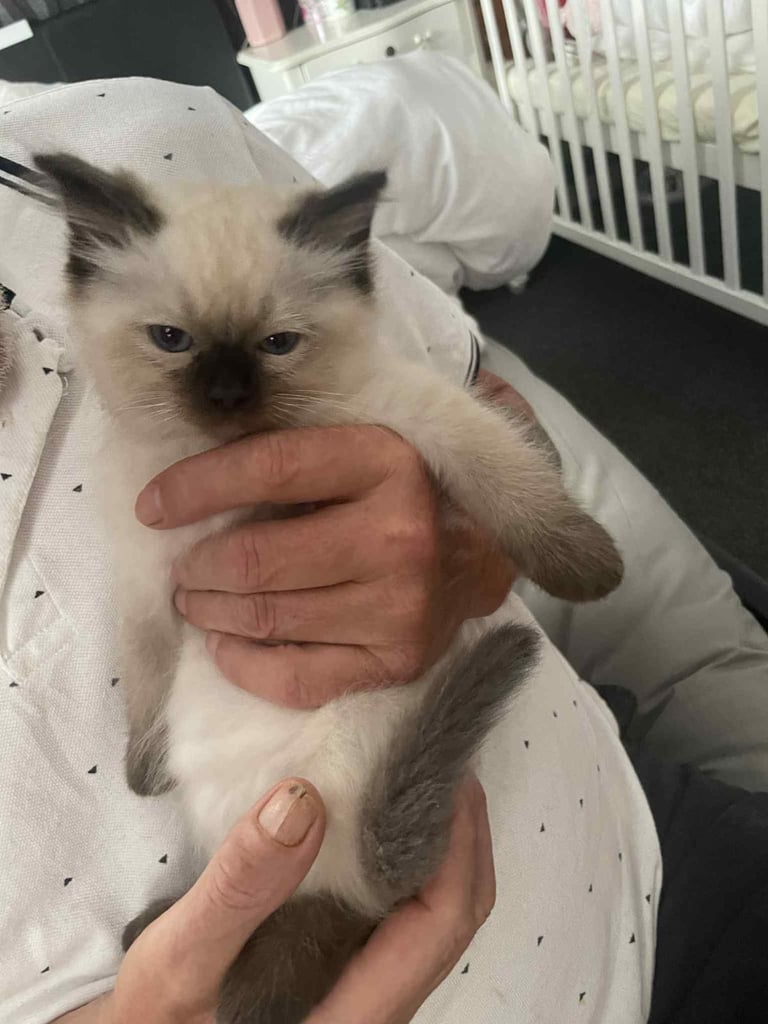 Ragdolls kitten  4 left 