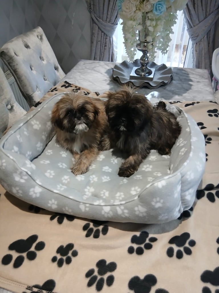 miniture shihtzu puppy