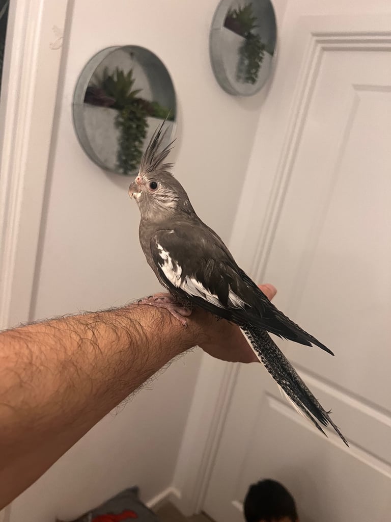 Budgies and cocktail for sale