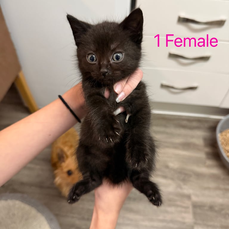 Friendly Kittens Ragdoll cross British Short hair 