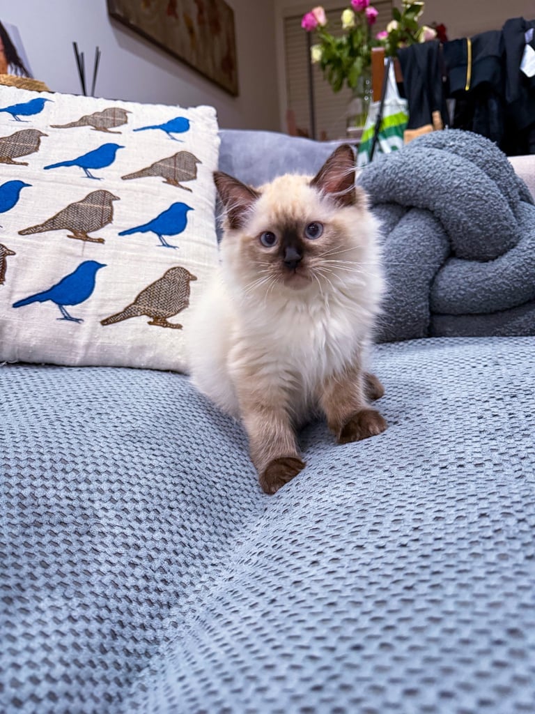 Beautiful Ragdoll Kitten - Last Boy Available (£700)