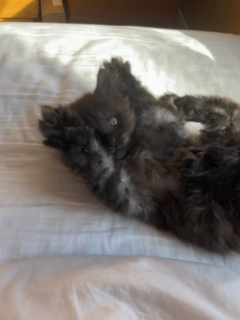 Now sold.  TICA black smoke boy looking for a home