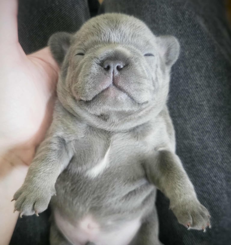 Generational Health tested French Bulldog Puppies (Only one boy and One Girl Left)