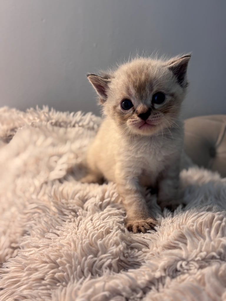 ONLY 2 LEFT! 🐾✨ Adorable Persian × Bengal Kittens Looking for Loving Homes! ✨🐾