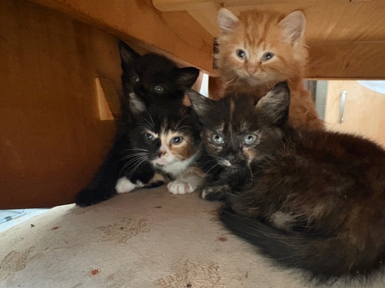 2 Healthy, Playful Kittens Ready for Loving Homes