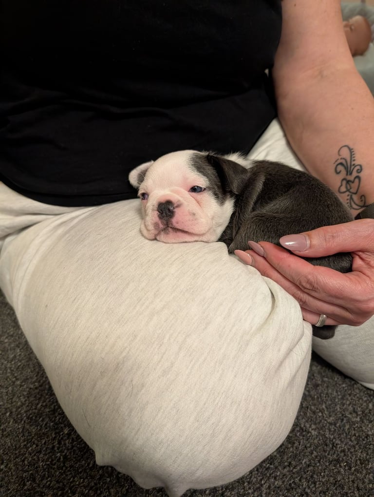 Frenchton pups