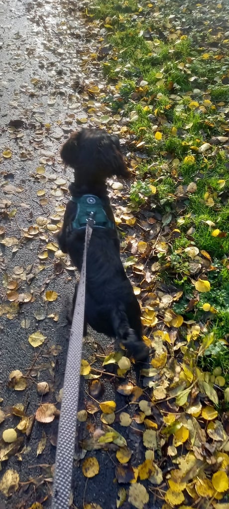 Cocker Spaniel Puppy 