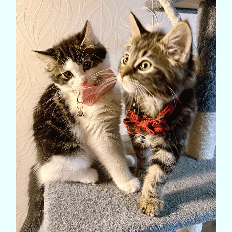 Stunning Ragamuffin X Main Coon Kittens