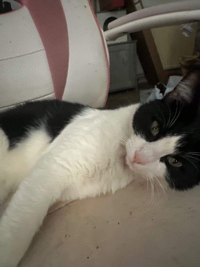 Two male cats for sale