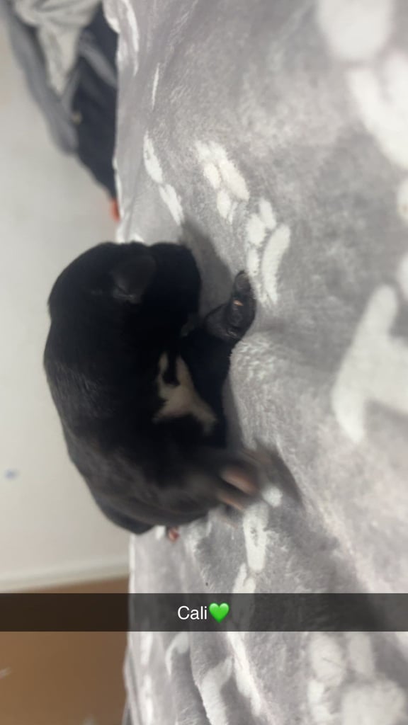 Lab x staffie pups 