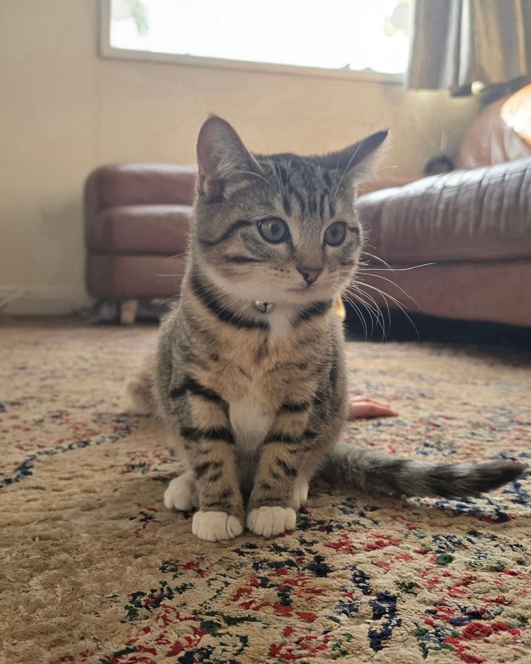 Beautiful 12 week old female kitten 1/2 bengal