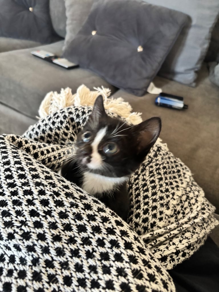 Beautiful half bengal kitten