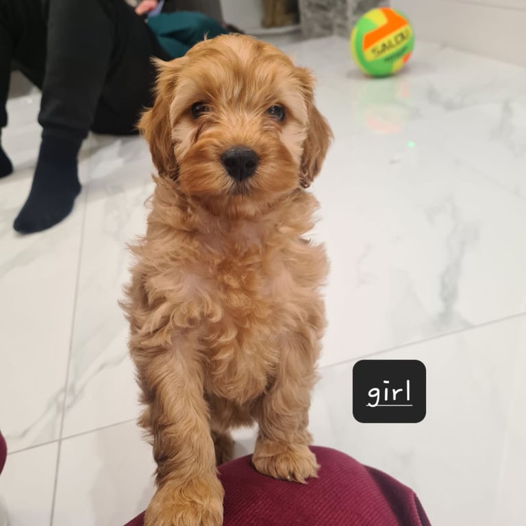 image for Cockapoo pups for sale