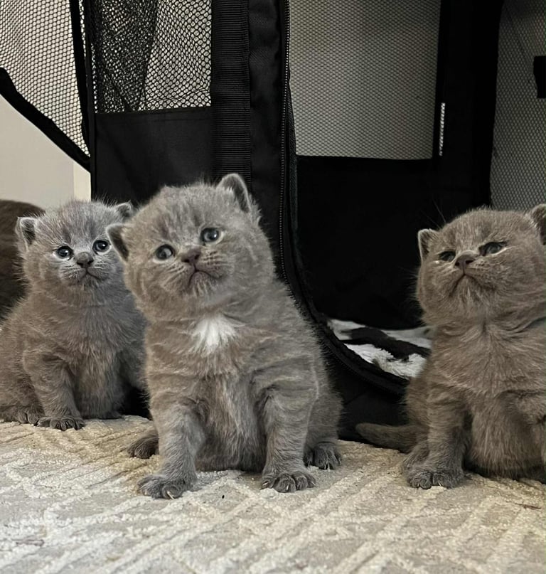 image for Fluffy British Shorthair Kittens – Ready from 6th Dec 