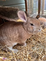 Female 3 year old lop cross rabbit 