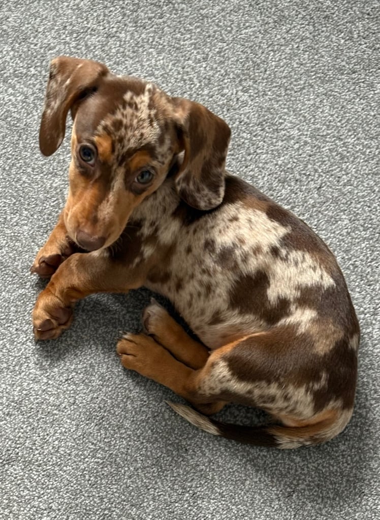 Miniature dachshund 