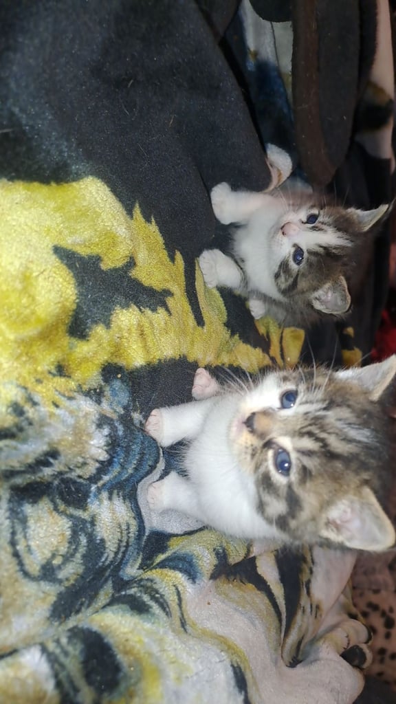 3 stunning kittens lookigg for new homes
