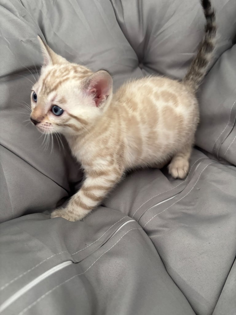 🐾Gorgeous Pure Bengals Ready Now🐾