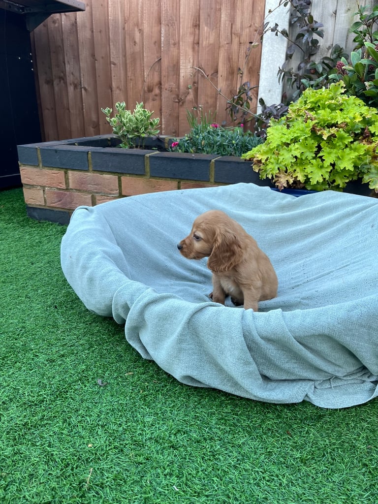 Six beautiful Cocker spaniel puppies