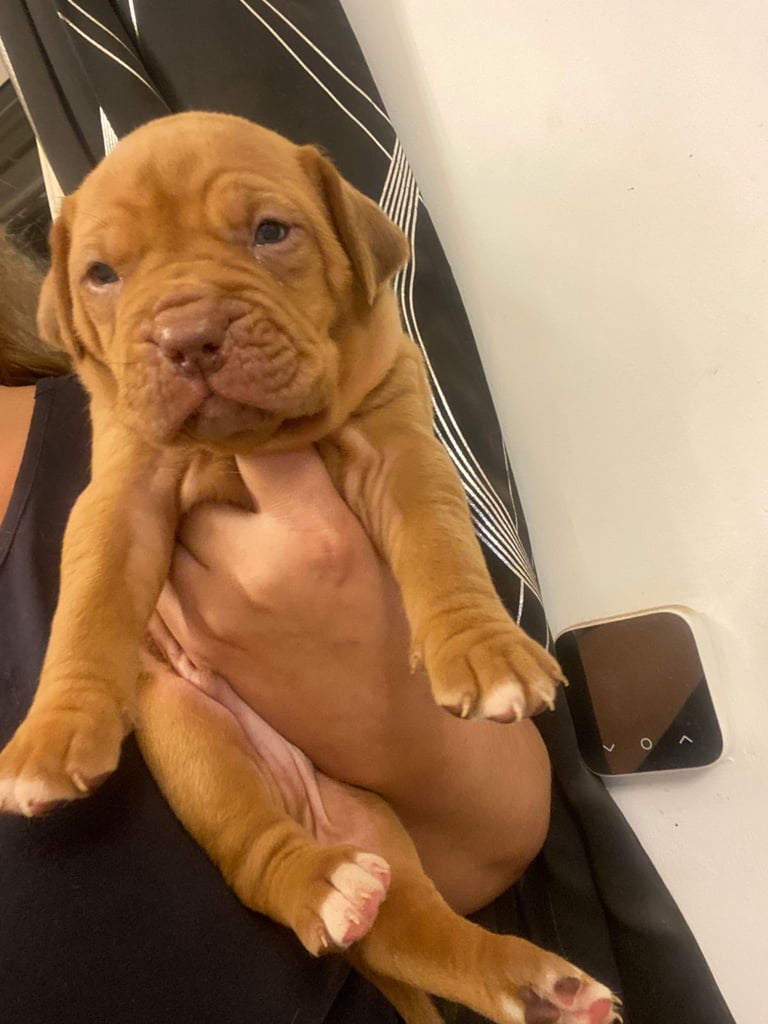 Staffie x Dogue de bordeaux puppies