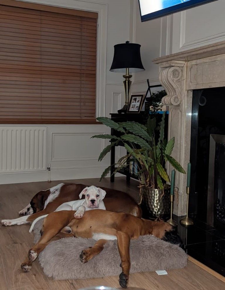 image for ✨ 5-Star Show Line Boxer Puppy – IKC Registered Looking a Forever Home✨
