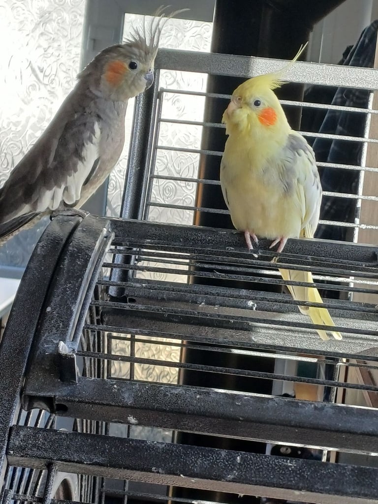 Pair of cockatiels 