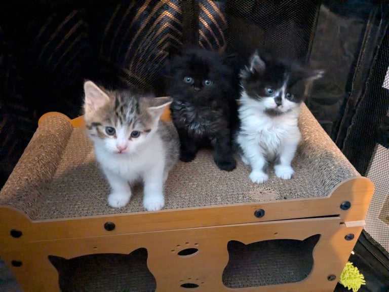 Maine Coon Cross Kittens 