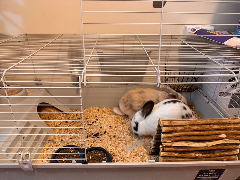 Two Male Rabbits for Sale – Moving Home