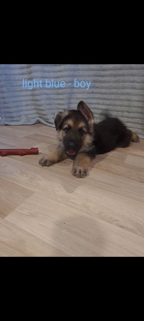 🐾 Adorable 8-Week-Old German Shepherd Puppies Ready for Their Forever Homes! 🐾