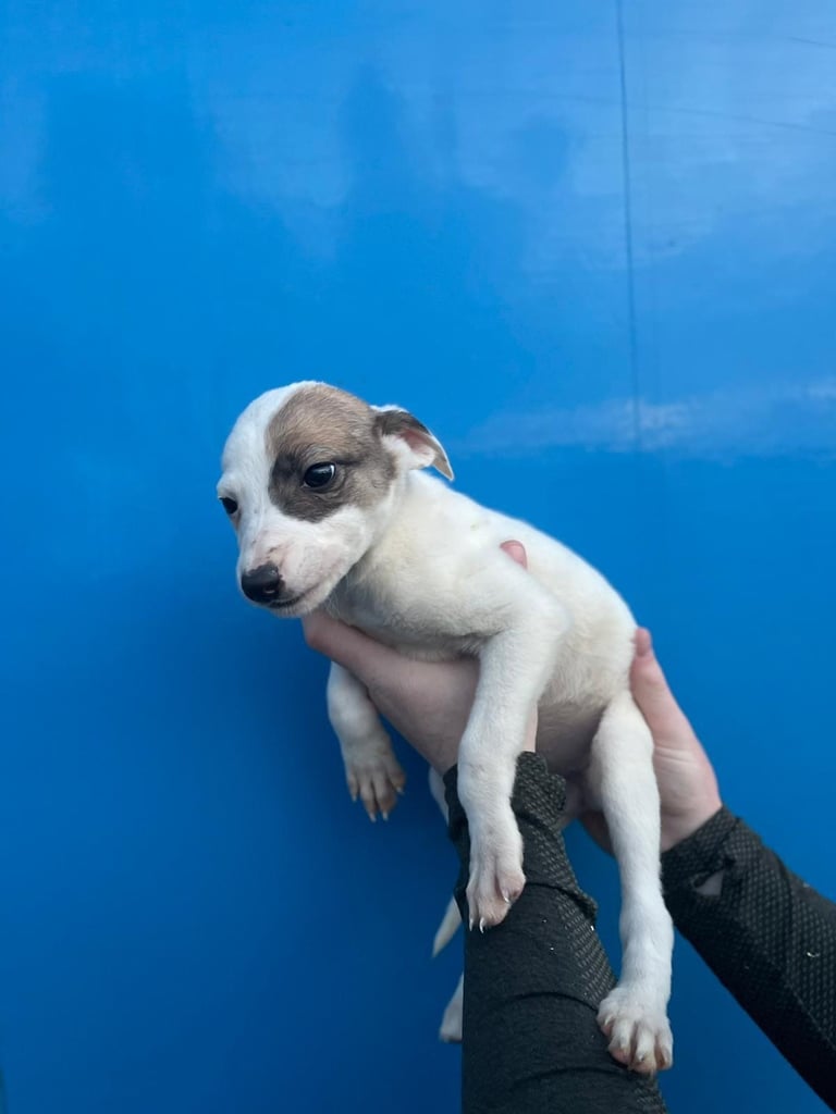 Whippet puppies 