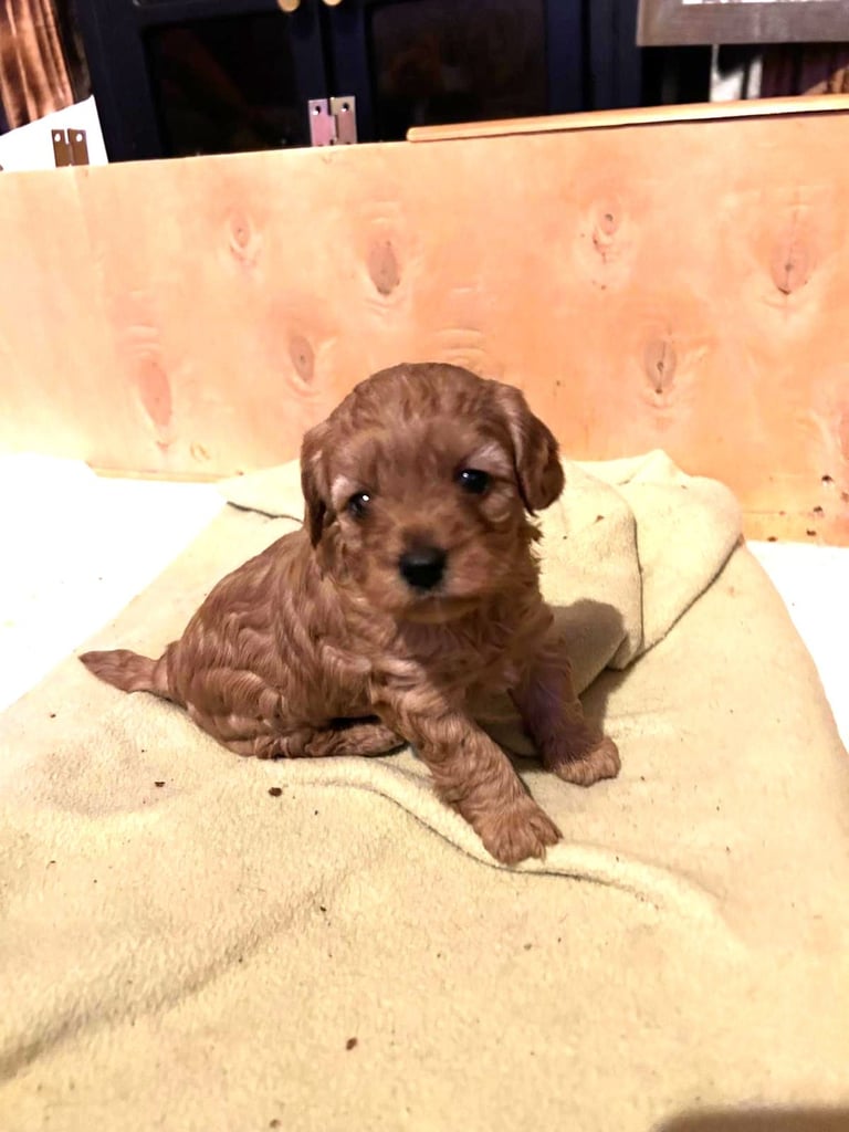 Cute Cavapoo Puppies 1 Boy and 1 Girl