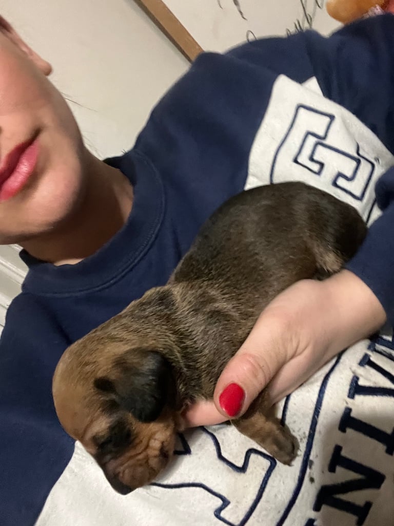 Kc reg true miniature dachshund 