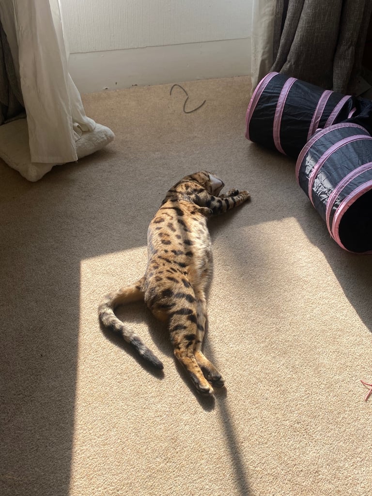 Bengal cat 