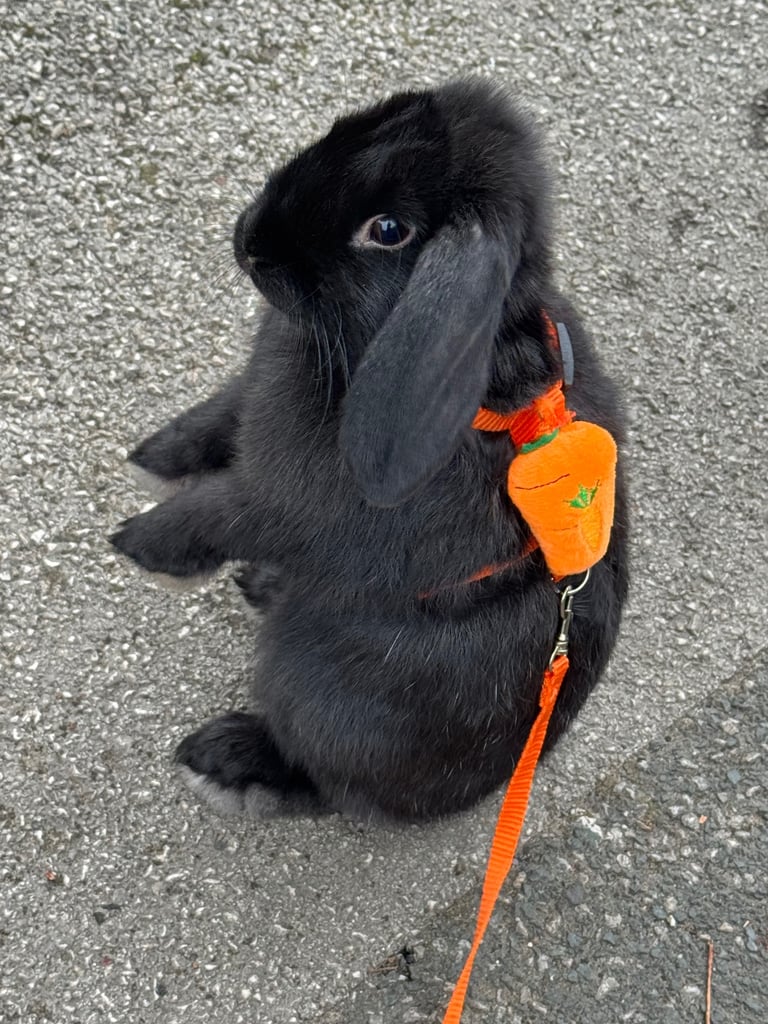 image for 3 month old mini Lop