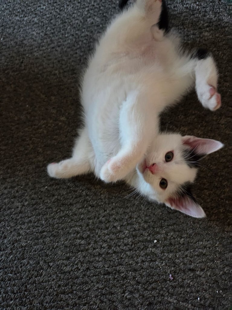 4 beautiful kittens ready for there new home