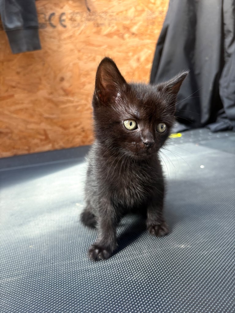 2 kittens for sale
