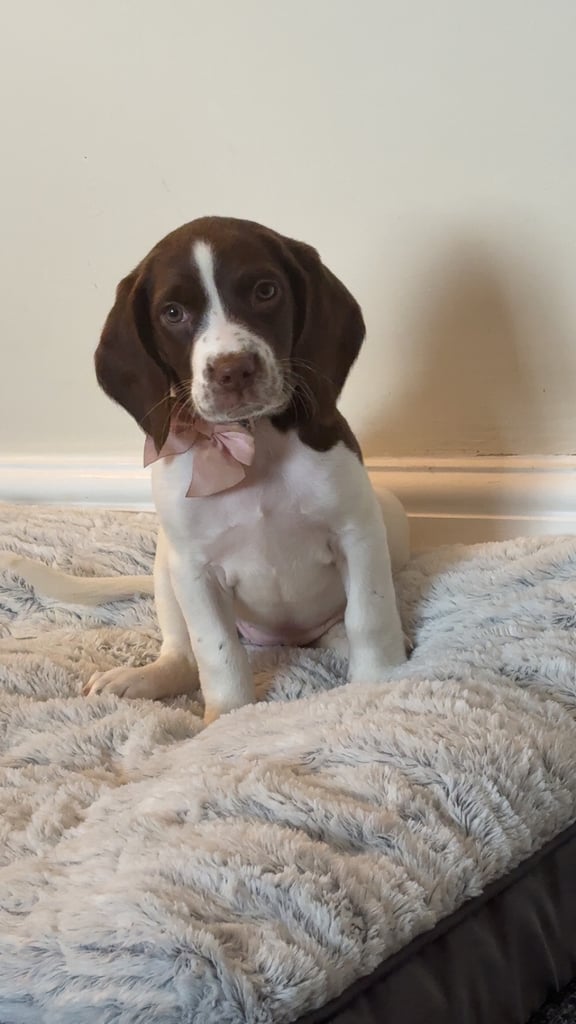 Springer pup