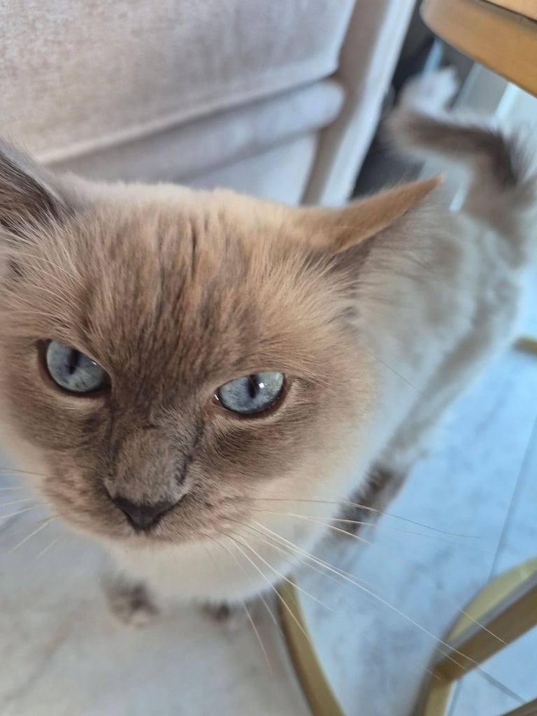  Pure Blue Point Ragdoll Male 