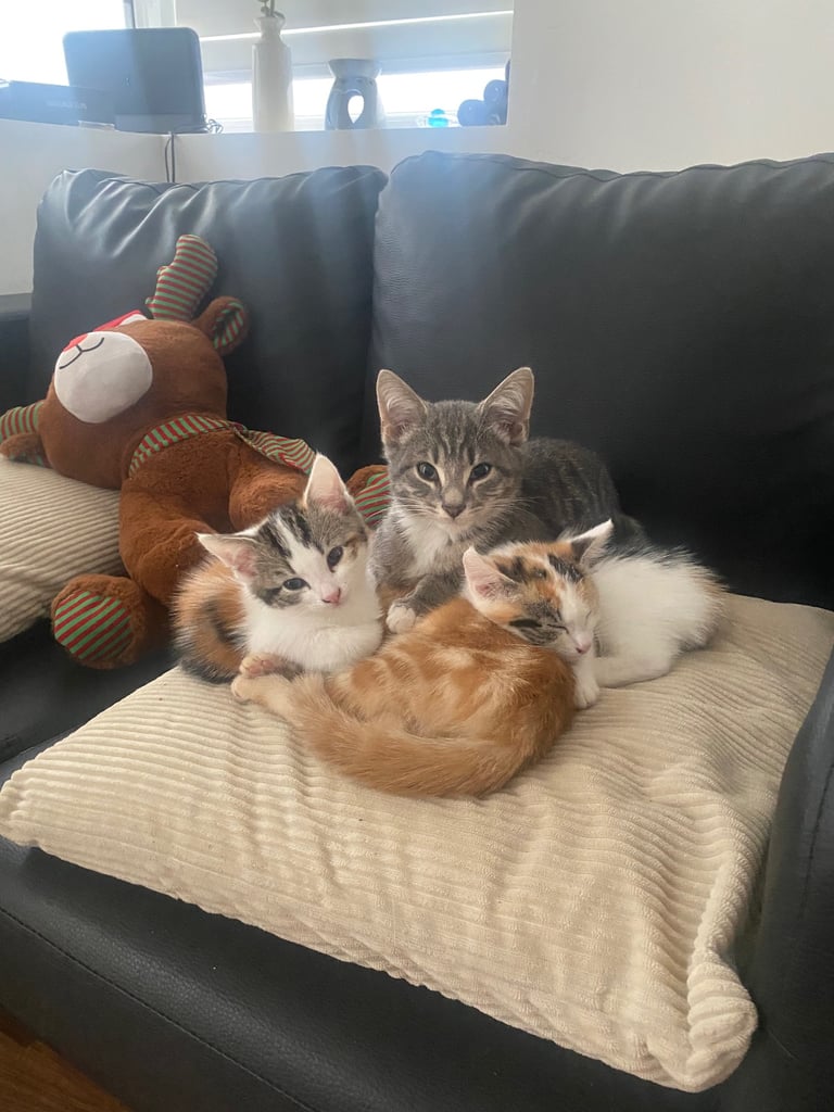 adorable kittens for sale 