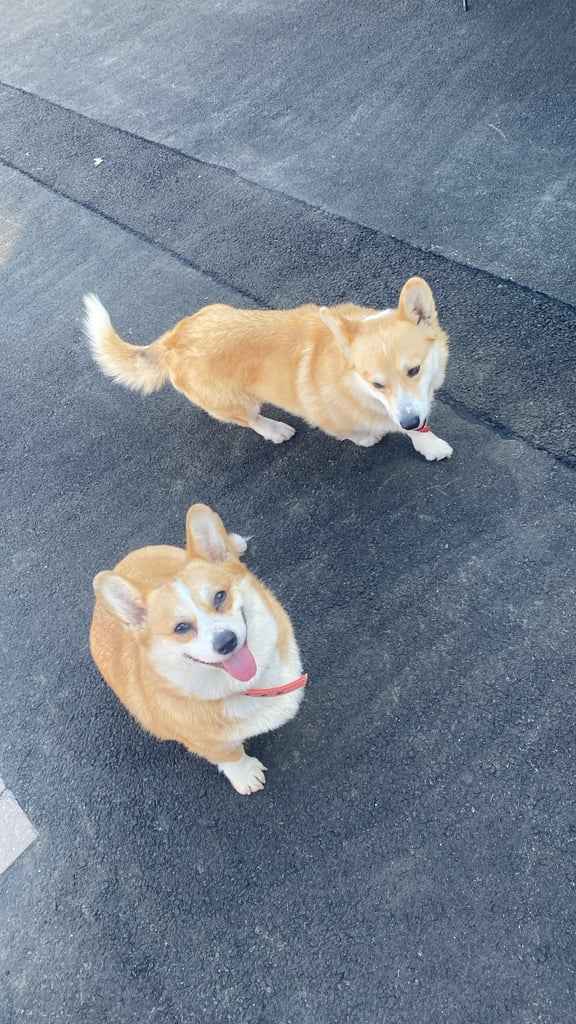 Corgis 