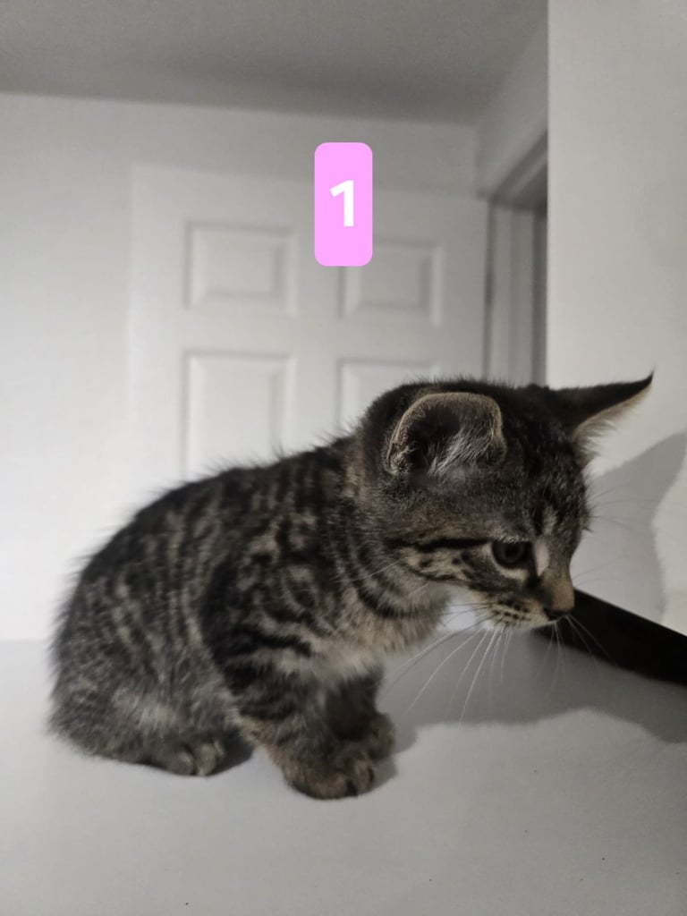 Kittens