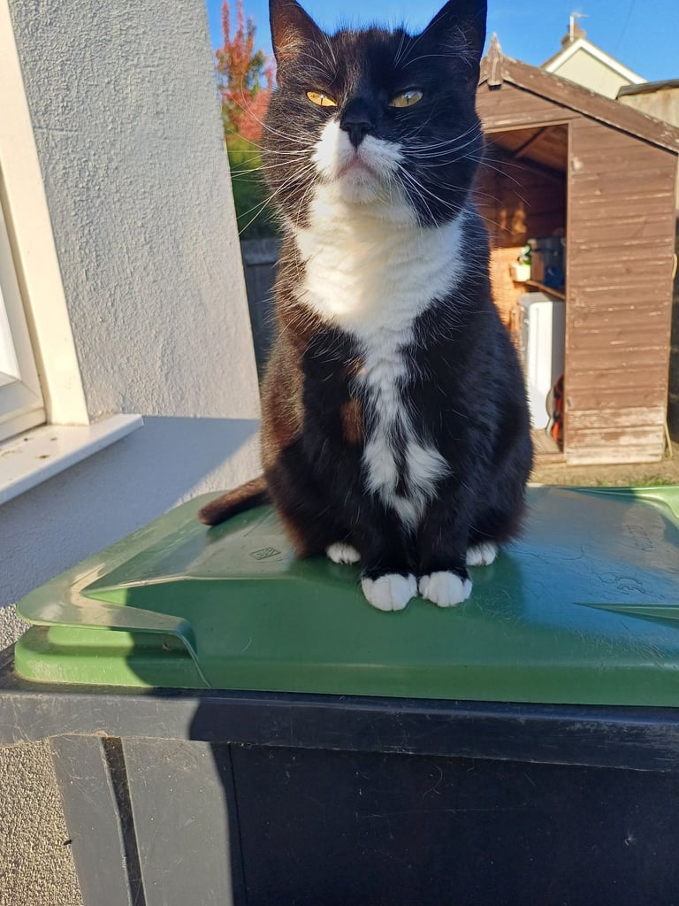 6 year old Black & White Female Cat