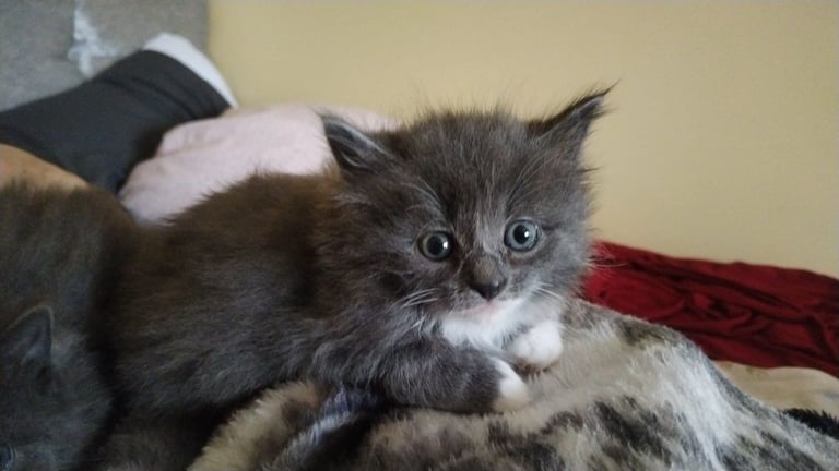 Kittens for sale 
