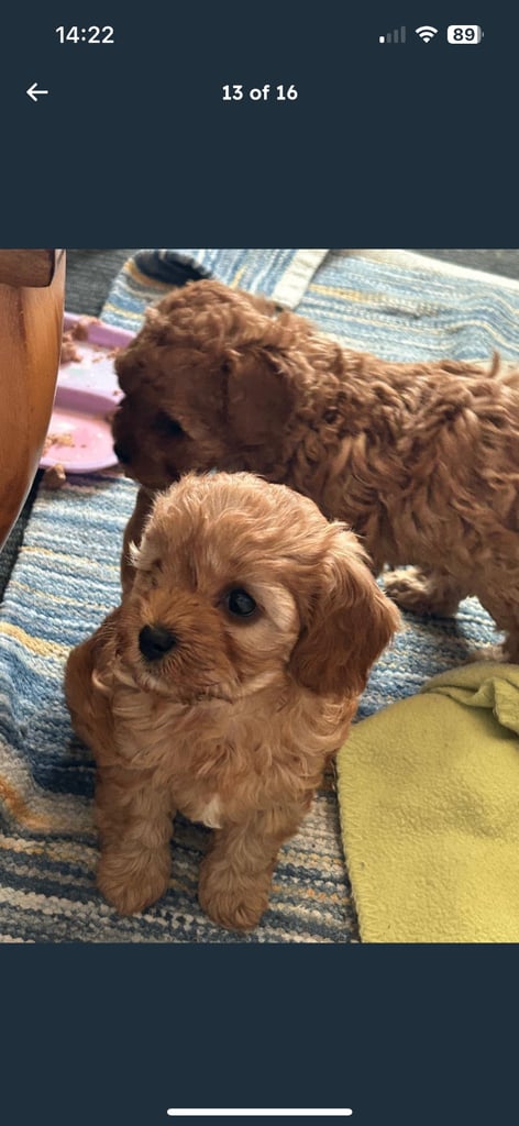 Cute Cavapoo Puppy Girl 