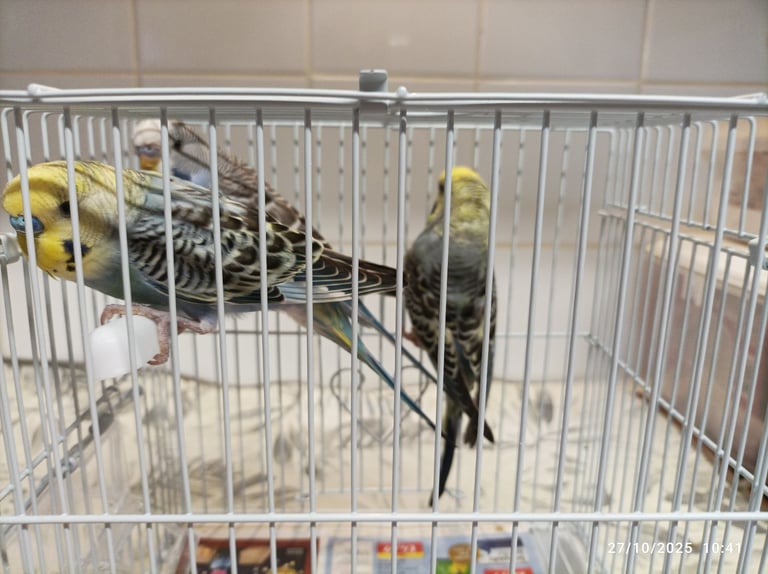 image for Budgie Birds - Young Babies from 9 weeks old 2 x Hen Females and 4 x Cock Birds