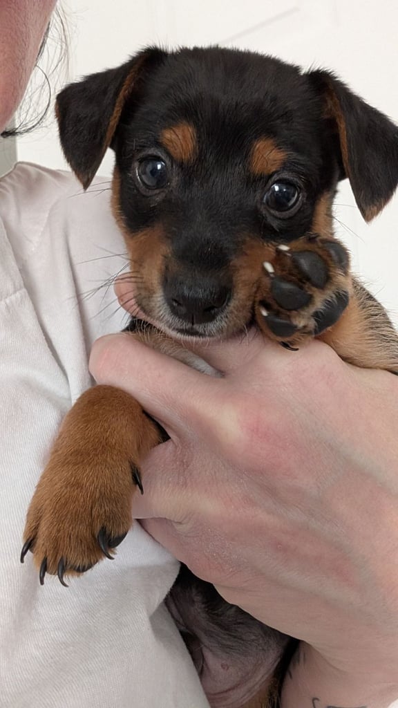 Toy fox terrier cross jack russell 3 left 