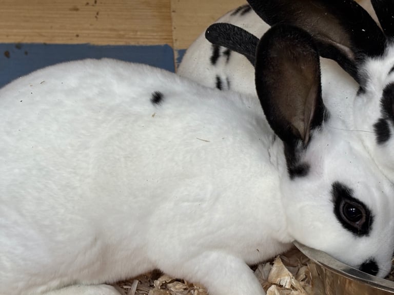 Rex rabbits 